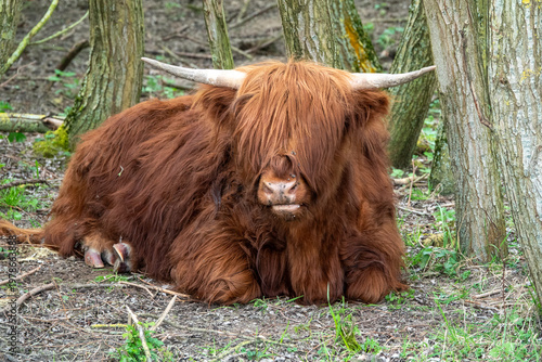 Shaggy Highland Cow Resting In Woodland Pasture With Long Horns And Rusty Brown Fur