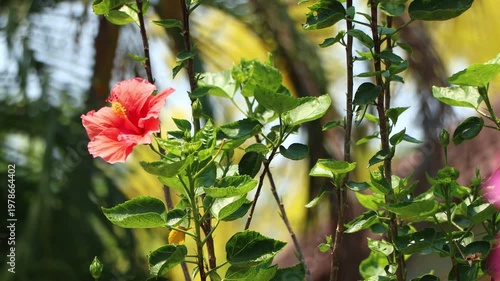 red Hibiscus rosa-sinensis Flower
