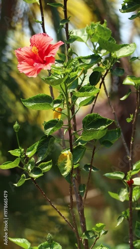 red Hibiscus rosa-sinensis Flower