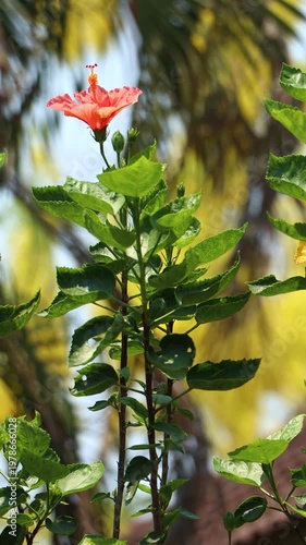 red Hibiscus rosa-sinensis Flower