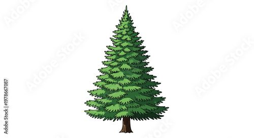 Stately green pine tree with a dark brown trunk and many layered branches is depicted in a detailed illustration with light and dark shades.