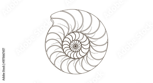 Intricate line art illustration of a nautilus seashell shows the beautiful spiral geometry and patterns of nature.