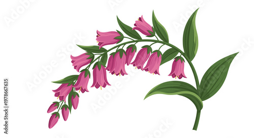 Graceful branch of pink bell shaped flowers with green leaves is illustrated in a realistic and colorful botanical style.