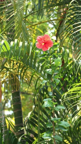 red Hibiscus rosa-sinensis Flower