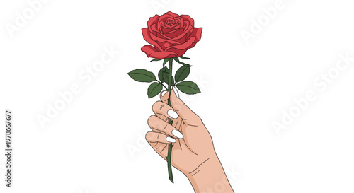 Woman hand with white manicured nails holds a single beautiful red rose with green leaves against a white background.