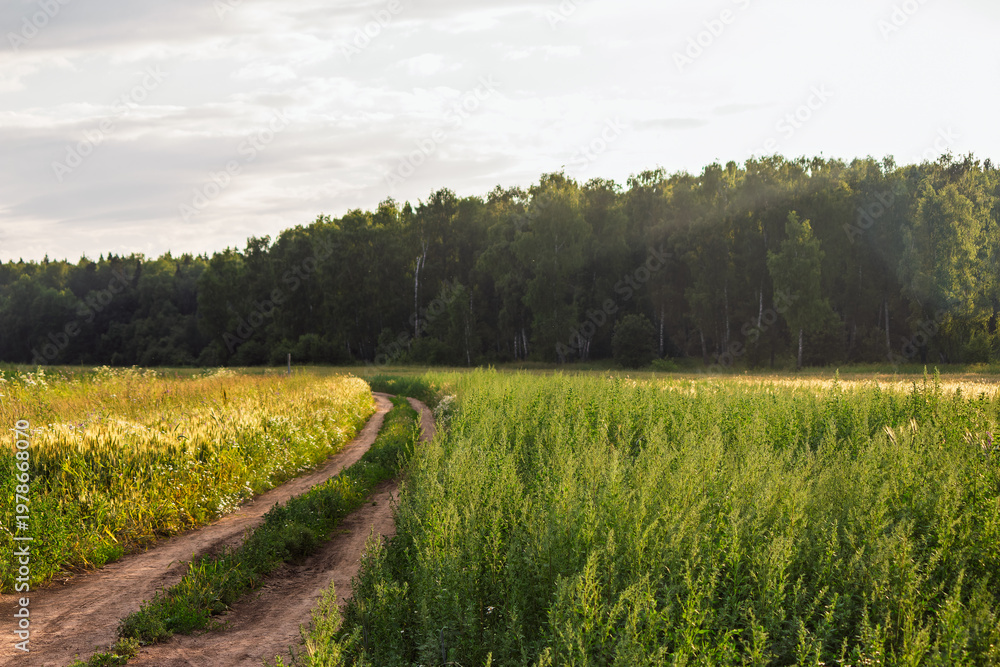 Fototapeta premium Winding dirt road cuts through vibrant green and golden fields under a soft summer sky, leading towards a distant tranquil forest. A picturesque rural landscape