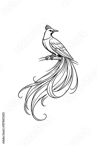 vector illustration of a cendrawasih bird