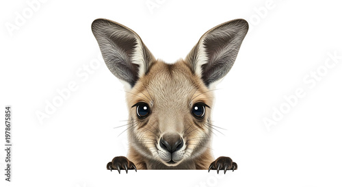 Close up portrait of a curious baby kangaroo joey peeking over a black edge