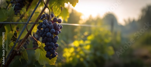 Premium grape cluster pattern on sunlit field background