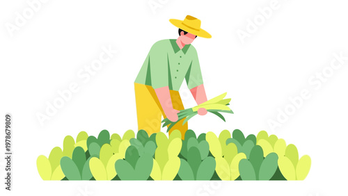 Male farmer harvesting fresh green vegetables in a field flat design vector illustration for agriculture and organic food concepts