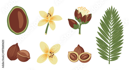 Argan Oil Botanical Elements Set Vector Illustration Featuring Nut Kernels Flowers and Palm Leaves for Natural Organic Cosmetic Packaging Design