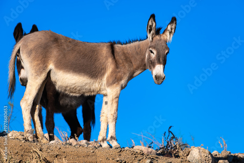 Sunlit Donkey Pair on Ridge Against Vibrant Blue Sky