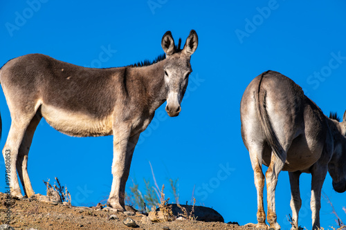Two Donkeys on Sunlit Desert Ridge with Blue Sky Panoramic