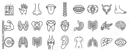 human anatomy medical icon set, organs and body parts line vector collection, healthcare and medicine symbols isolated on transparent background