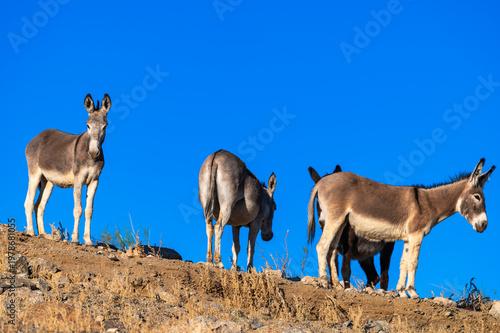 Wild Burros on Ridge Against Clear Blue Sky, Desert Scene