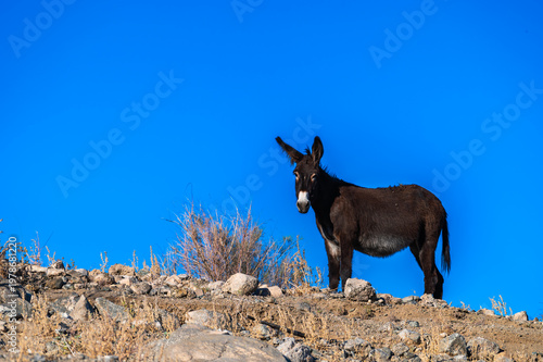 Solitary Wild Donkey on Rocky Slope Under Blue Sky