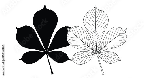 Comparison of two chestnut leaves with one being a solid black silhouette and the other a detailed line art sketch.