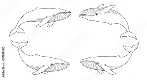Four detailed whale illustrations showing the majestic marine mammals swimming in different poses arranged in a circle.