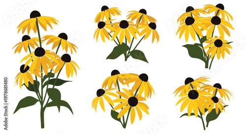 Vibrant yellow black-eyed susan flowers growing in various clusters with green leaves and dark central cones.
