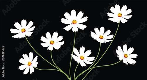 Sprays of delicate white cosmos flowers with yellow centers and green stems set against a solid black background.