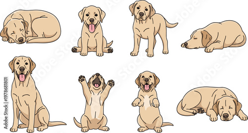 Labrador Retriever Dog Set with Cute Puppy and Adult Poses Including Sitting Standing Sleeping Playing and Begging in Flat Vector Illustration Collection.