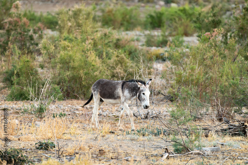 Wild Donkey Grazing in Arid Shrubland Landscape Scene
