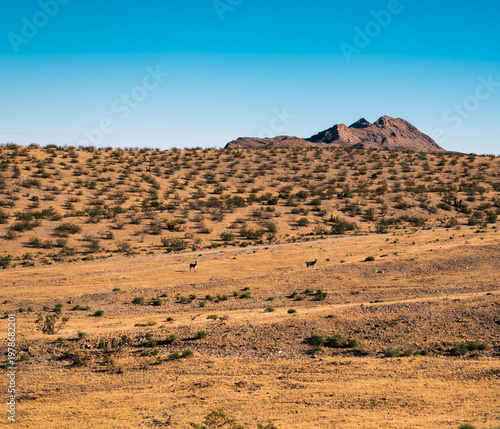 Wide Open Desert with Sparse Scrub and Distant Peak