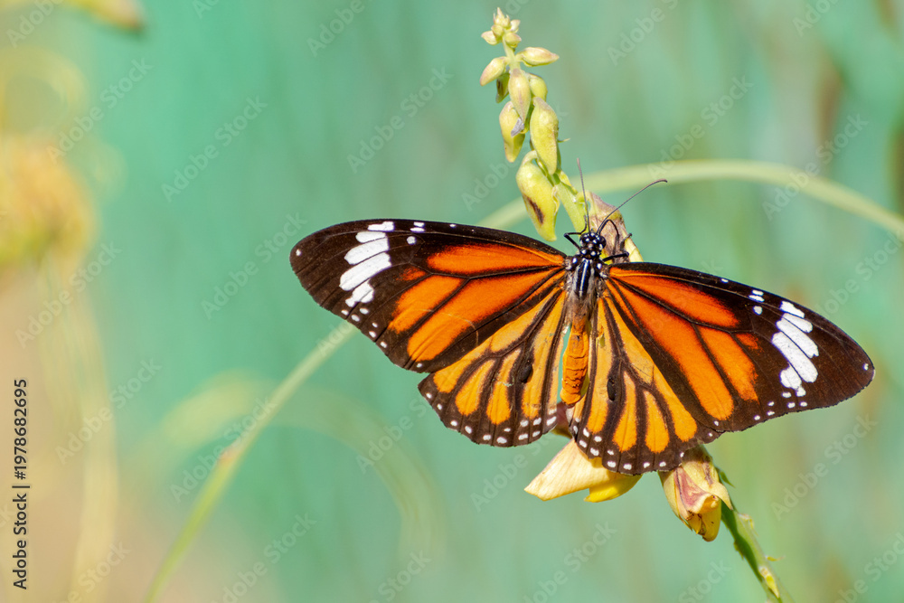 Obraz premium A beautiful Common Tiger / Striped Tiger butterfly (Danaus genutia) is seated on the green leaf, close-up side view of colourful wings in a blurred green background, kolkata, West Bengal, India