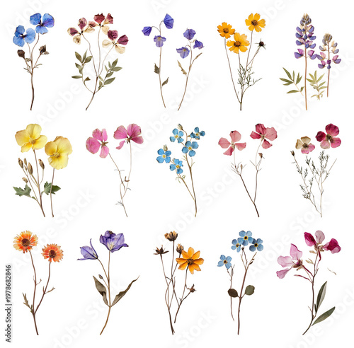 PNG Colorful vintage botanical illustrations on transparent background