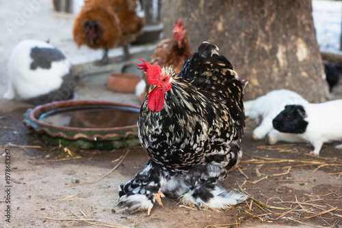 Black and white rooster Cochin, other domestic animals on background.