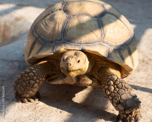 Land turtle. An
African spurred tortoise (Centrochelys sulcata), also commonly known as the Sulcata tortoise. 