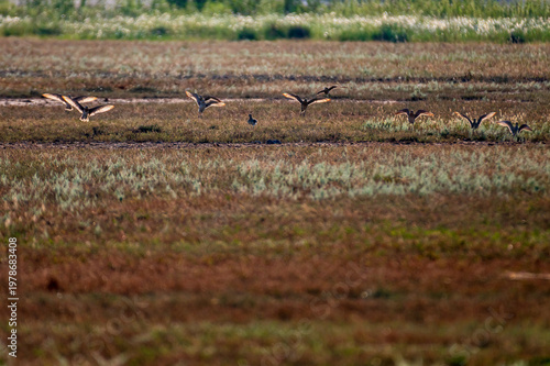 Wild Bird in Natural Environment