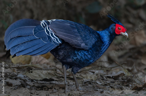 Beautiful Blue Khalij Pheasant foraging in Forest – Wildlife Photography