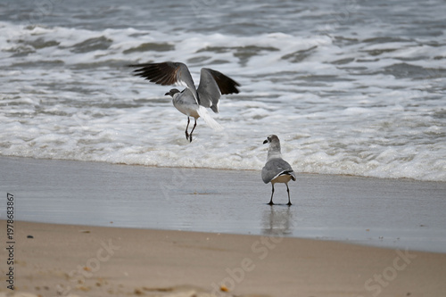 Seagull landing at the edge of the surf on the beach at the ocean
