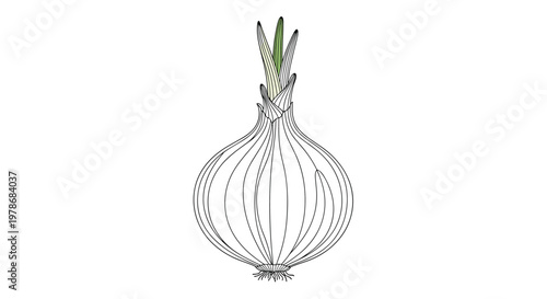 Detailed line art drawing of a whole onion bulb with small green sprouts emerging from the top, showing layers and internal structure.