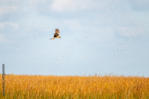 Wild Bird in Natural Environment