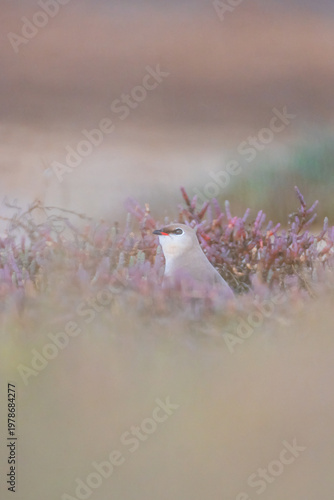 Wild Bird in Natural Environment