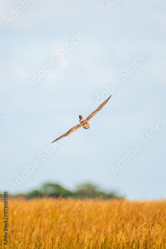 Wild Bird in Natural Environment