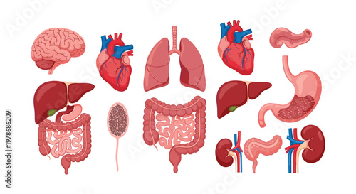 Comprehensive set of detailed illustrations depicting various human internal organs including the heart brain lungs liver and stomach.