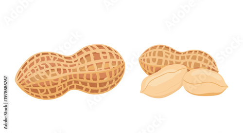 Simple illustration of peanuts in their textured light brown shells along with several loose shelled kernels on a white background.