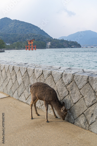 A young deer explores the pathway beside a stone wall with the famous floating torii gate of Itsukushima Shrine visible in the background across the water
