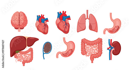 Educational set of various human internal organs including the brain heart lungs stomach liver and kidneys for medical science and biology study.