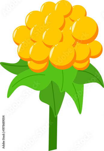 Cloudberry Fruit Illustration