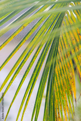 Abstract Palm leaf background