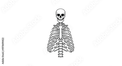 Human skeleton torso including the skull and ribcage shown in black and white line art on a clean white background.