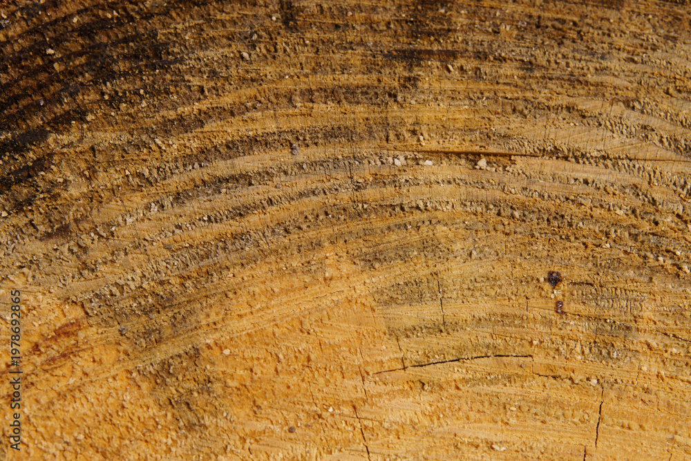 Fototapeta premium Close-up of pine tree bark texture revealing concentric growth rings, rough fibrous surface, and natural imperfections in warm amber tones