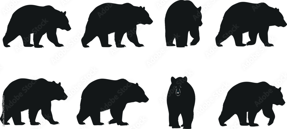 Fototapeta premium Bear Silhouette Collection with Different Walking and Standing Poses Wildlife Animal Vector Set for Nature, Forest, Hunting, and Outdoor Design Use.