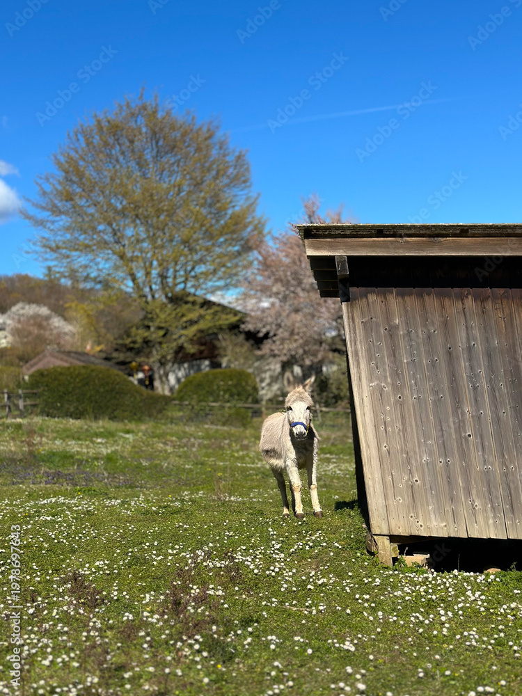 Obraz premium Donkey in the open air on a farm near the Swiss mountains. Farm in Ligerz, Switzerland.