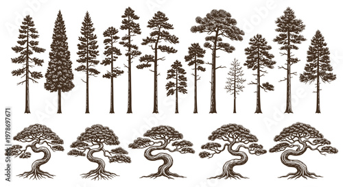 "Set of Various Tree Illustrations Featuring Pine, Cedar, and Bonsai Trees for Nature, Gardening, and Environmental Design Projects"