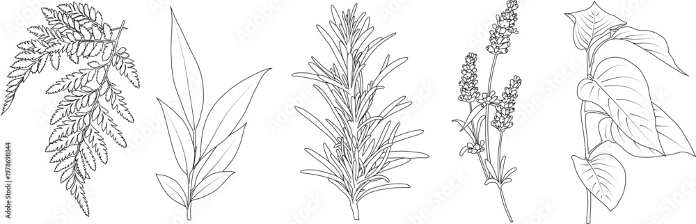 Fototapeta premium A collection of hand-drawn botanical illustrations depicting various leaves, herbs, and plant elements. The minimalist, outline style is perfect for packaging design, organic branding, cosmetics, wedd